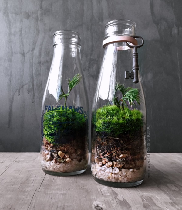 Magical Terrarium ideas to install in Your Home0201