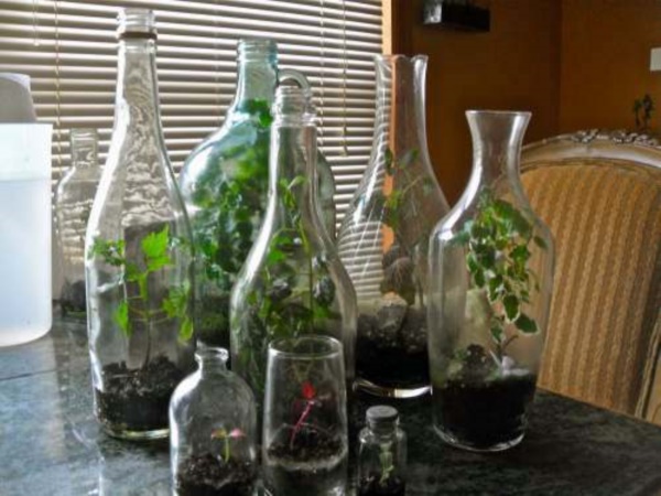 Magical Terrarium ideas to install in Your Home0291