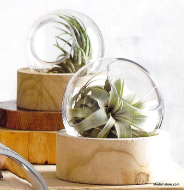 Magical Terrarium ideas to install in Your Home0381