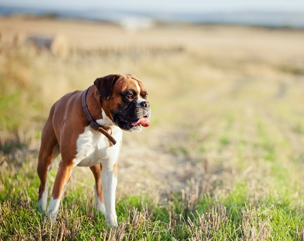 Most popular Dog Names and their Meanings11