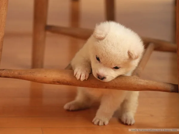 Most popular Dog Names and their Meanings15