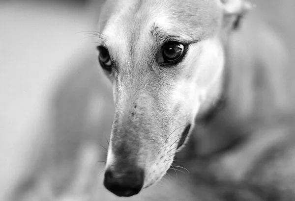 Most popular Dog Names and their Meanings16