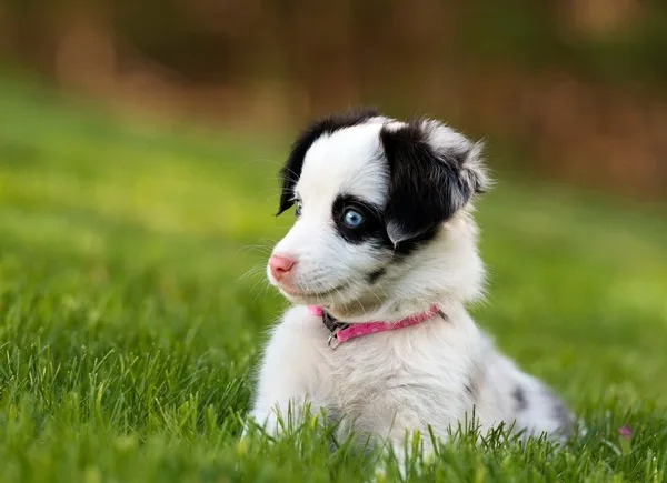 Most popular Dog Names and their Meanings17