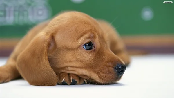 Most popular Dog Names and their Meanings18