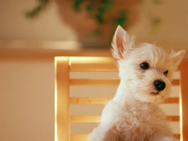 Most popular Dog Names and their Meanings19