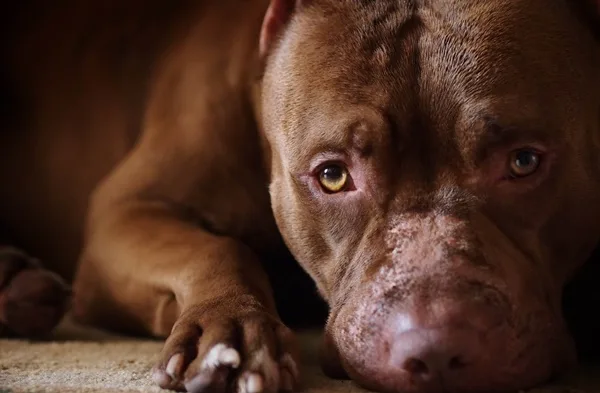 Most popular Dog Names and their Meanings20