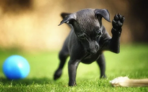 Most popular Dog Names and their Meanings21
