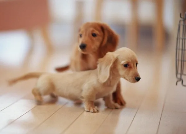 Most popular Dog Names and their Meanings22