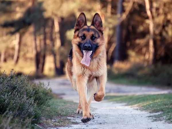 Most popular Dog Names and their Meanings23