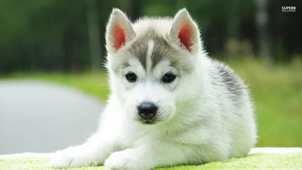 Most popular Dog Names and their Meanings24