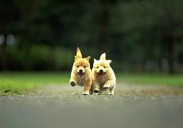 Most popular Dog Names and their Meanings25