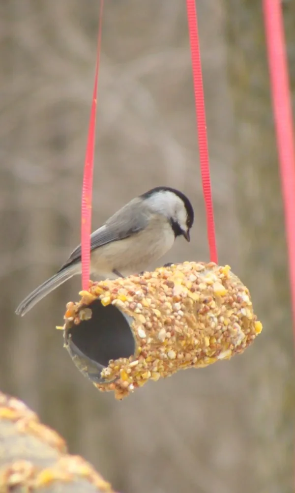 birds feeder0011