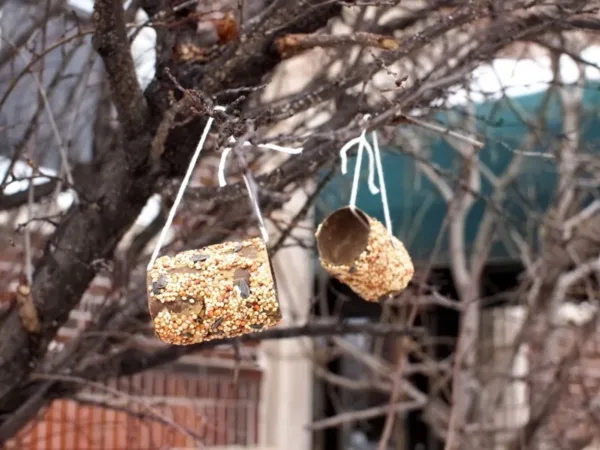 birds feeder0021
