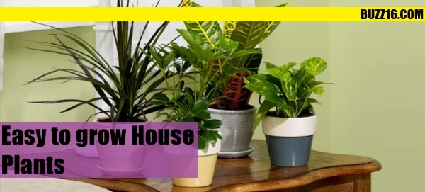 home plant0001