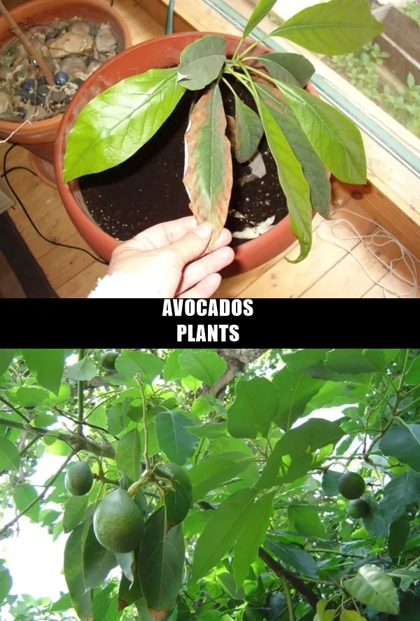 home plant0011