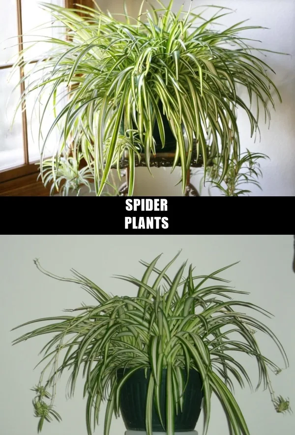 home plant0171