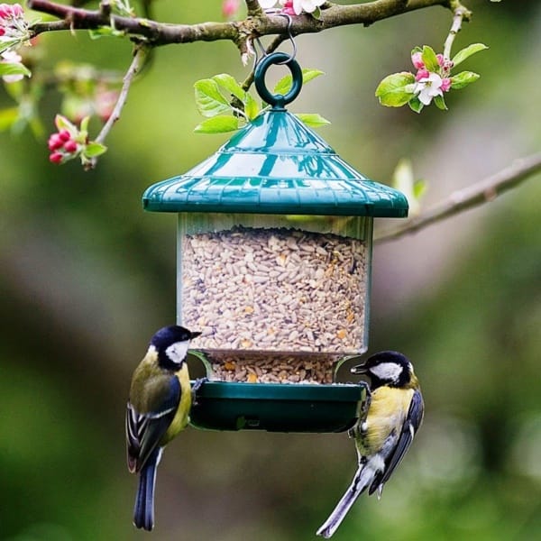 magical birds feeders to attract birds on your garden0011