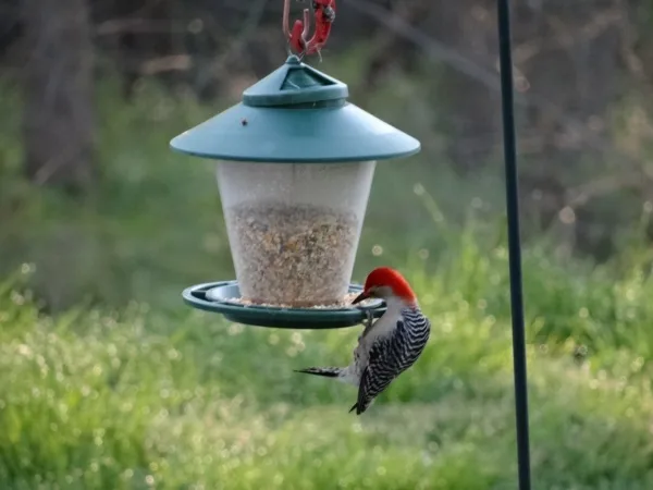 magical birds feeders to attract birds on your garden0081