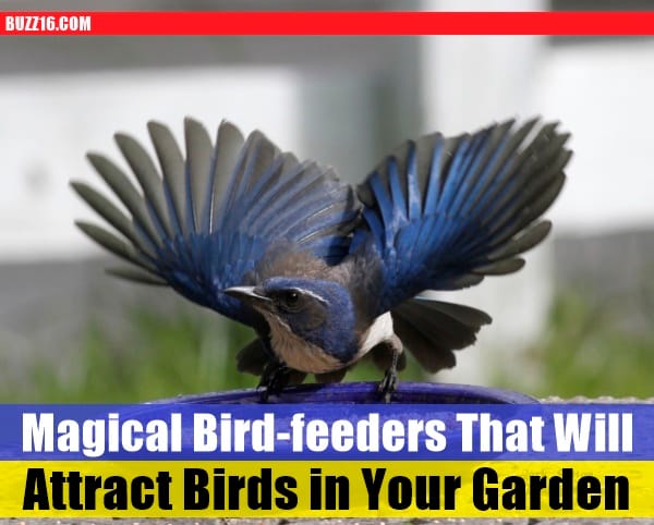 magical birds feeders to attract birds on your garden0171