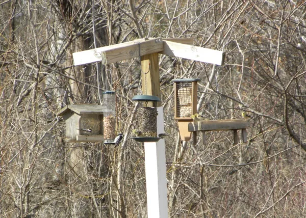 magical birds feeders to attract birds on your garden0191