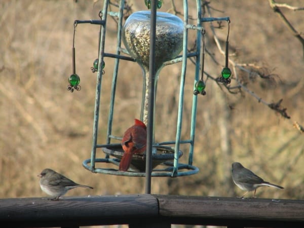 magical birds feeders to attract birds on your garden0201