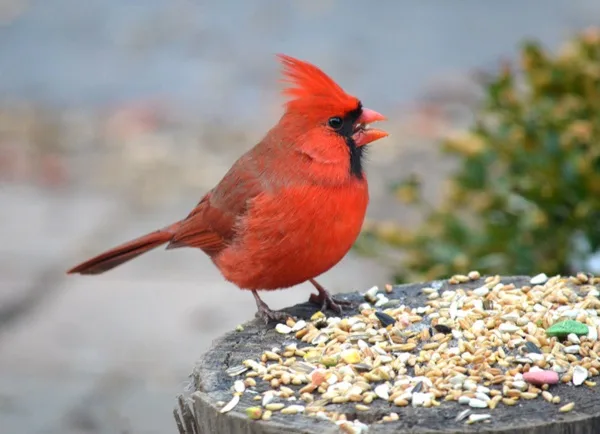 magical birds feeders to attract birds on your garden0251