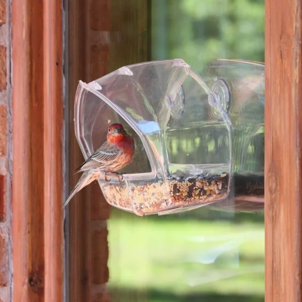 magical birds feeders to attract birds on your garden0281
