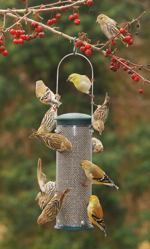 magical birds feeders to attract birds on your garden0311