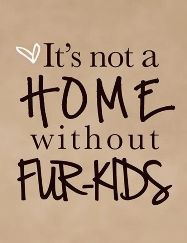 Funny Pet signs to Honor Your Four Legs Buddy - (11)