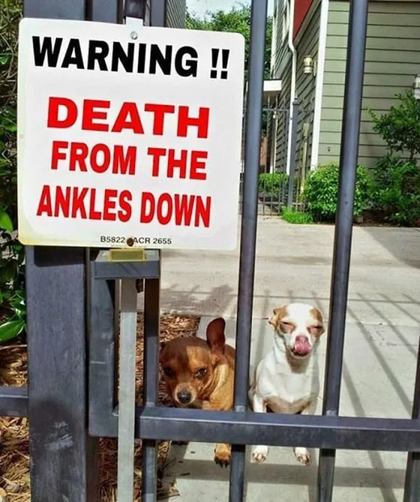 Funny Pet signs to Honor Your Four Legs Buddy - (13)