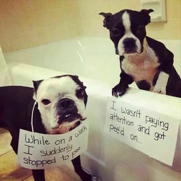 Funny Pet signs to Honor Your Four Legs Buddy - (22)