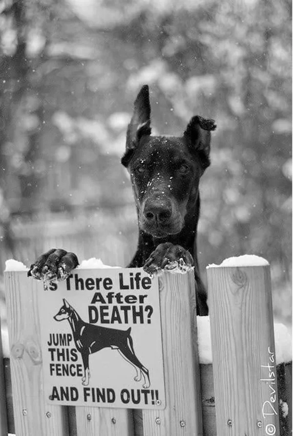 Funny Pet signs to Honor Your Four Legs Buddy - (3)