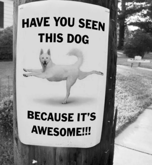 Funny Pet signs to Honor Your Four Legs Buddy - (38)
