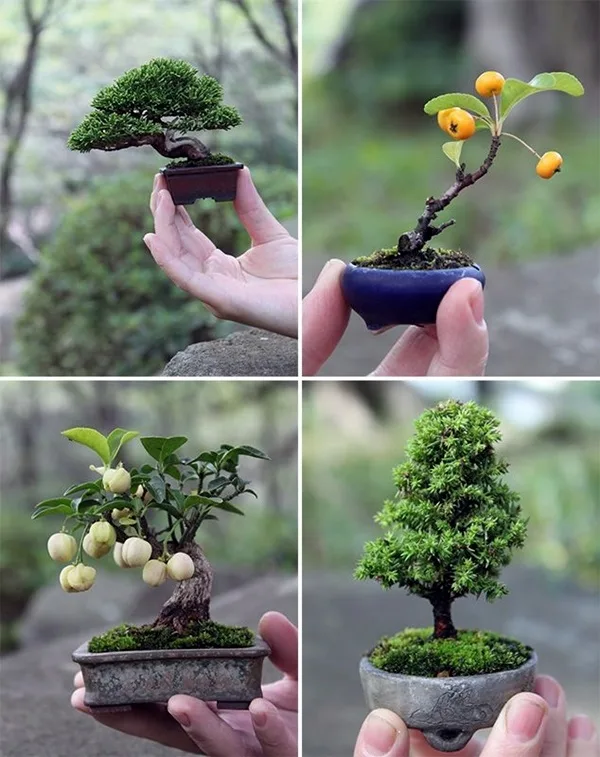 modern-indoor-garden-ideas-from-future-3
