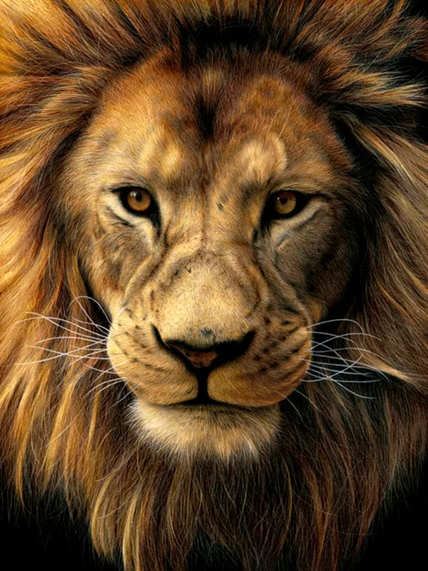 realistic-colour-pencil-drawings