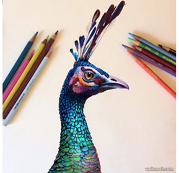 realistic-colour-pencil-drawings