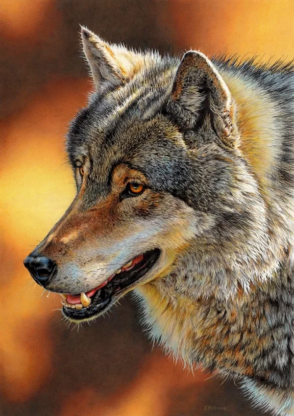 realistic-colour-pencil-drawings