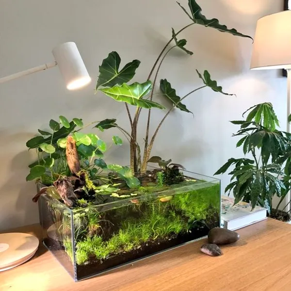 brilliant-indoor-water-garden-ideas