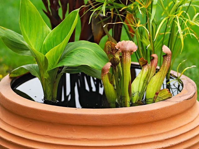 brilliant-indoor-water-garden-ideas