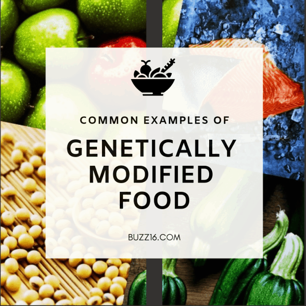 https://buzz16.com/wp-content/uploads/2019/03/Common-Examples-of-Genetically-Modified-Food-fi.png