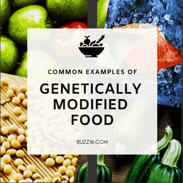 10 Common Examples Of Genetically Modified Food Buzz16